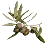 olive-about-cutout_1400x.png olive-about-cutout_1400x.png